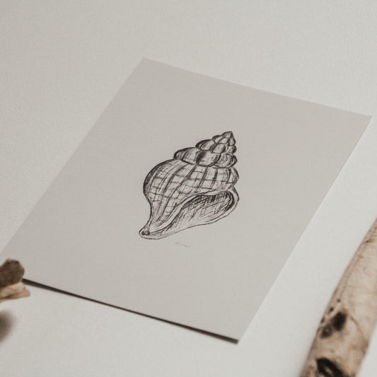 Frontalansicht einer Postkarte mit feiner schwarz-weißer Illustration einer Wellhornschnecken Muschel auf hellem Hintergrund, inszeniert mit weichen, blattähnlichen Schatten.