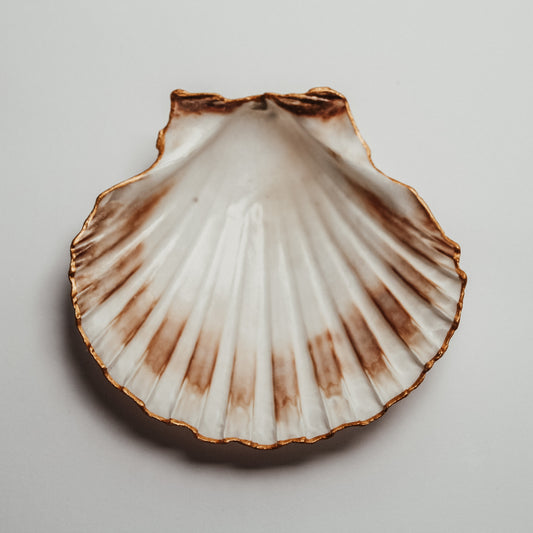 Leere, fächerförmige Muschelschale mit braunen Farbverläufen und goldfarbenem Rand auf weißem Hintergrund.