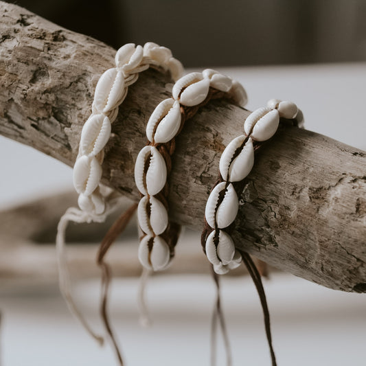 Übersicht von allen Kauri Muscheln aus dem Shop von saltwaterdesigns. In den Farben weiß, hellbraun und dunkelbraun.